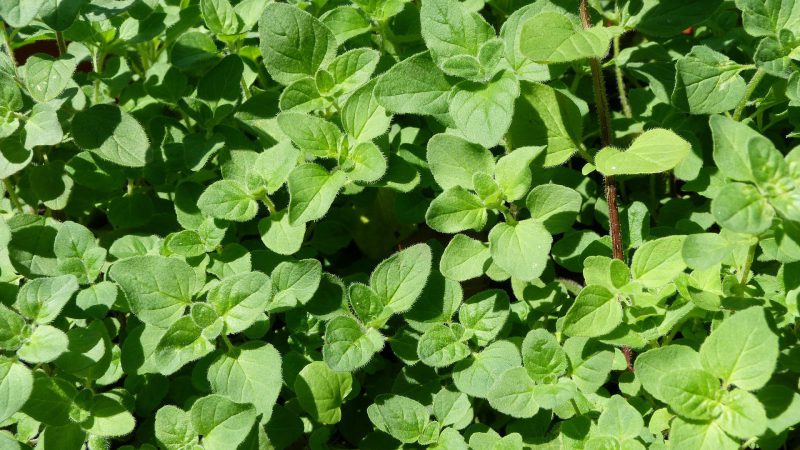 3 naturalne ziołowe antybiotyki